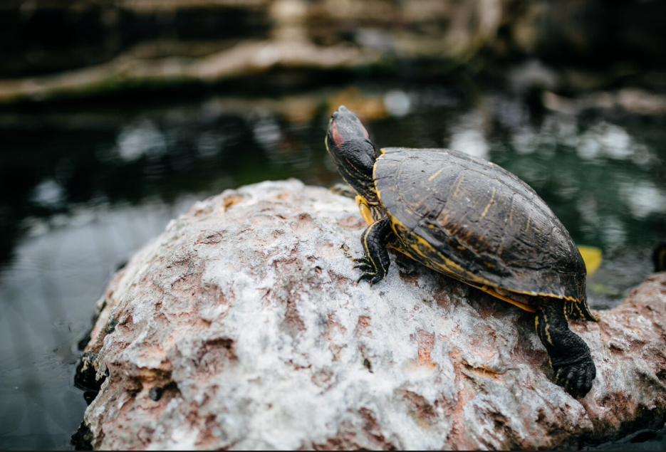 15 Amazing Things to Do in Sanur Bali for 2026 Trip 19 Tiny sea turtle hatchling near the ocean for educational things to do in Sanur Bali.